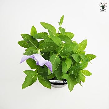 Amazon.co.jp: ITANSE 桔梗 美里紫 (ミサトムラサキ) 4号 1個