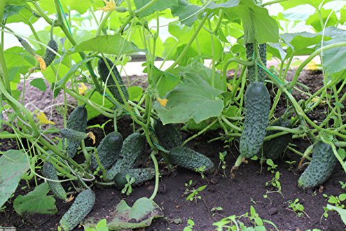 Seeds Rare Cucumber Titus F1 45 Days Early Pickling Vegetable For Planting Non Gmo #TOP7