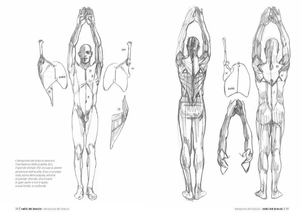 Anatomia artistica Carnet di morfologia