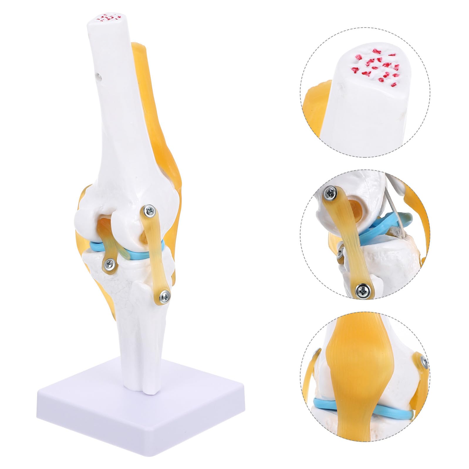KICHOUSE Modello 1:1 Anatomico Articolazione del Ginocchio Umano in Pvc Leggero Funzione Dimostrativa di Estensione per Studenti per Forniture da Laboratorio e Presentazioni Didattiche
