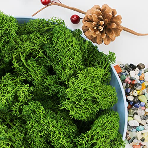 Tkonline Moss Preserved, Green Moss For Fairly Gardens, Preserved Moss For Potted Plants, Diy Craft, Floral Project, Wedding, 4 Oz #TOP3