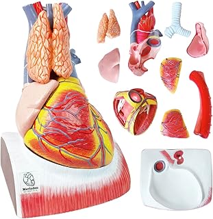 Merinden Human Heart Model for Anatomy, Big Working Heart Model, Human Body Heart Model with Magnets on Diaphragm Base,10-Part Life Size Anatomically Accurate Heart Medical Model with Thymus Trachea