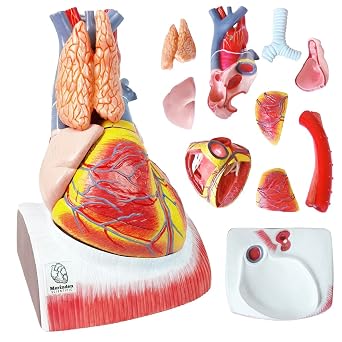 Human Heart Anatomy Model, Life Size 10-Part