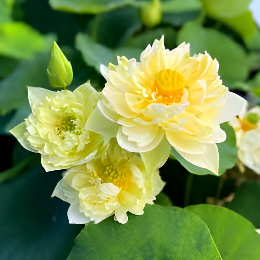 All Time Yellow Hybrid Lotus Live Plant Big Water Lily (TUBER/Root) Orginal Variety Guarante Blooming With in 35 Days For Outdoor and Indoor Plant.