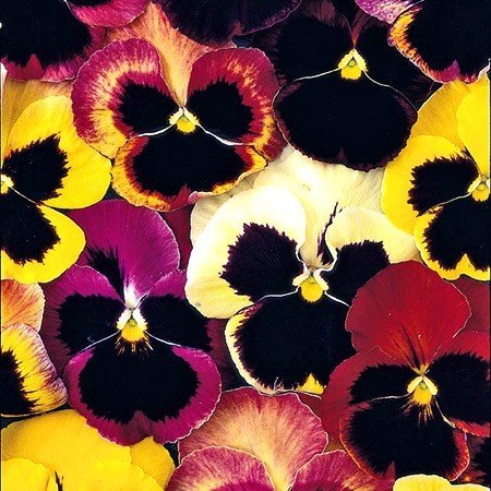 OhhSome Flower Seeds Hybrid Pansy - Swiss - Giant Mixed - Multicolor Flower Seeds Flower Seeds For Winter Sowing-100 Seeds - Eco" (B07WN5NWLT) Amazon Price History, Amazon Price Tracker