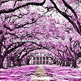  Sumptuous Moods for Bourbon Street Restaurants