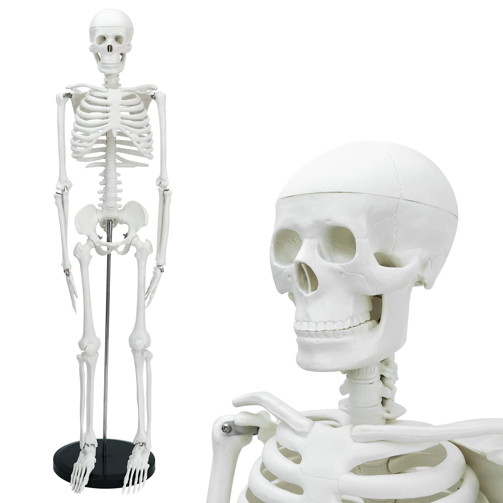Buy Human Skeleton Model, Mini Human Skeleton Model for Anatomy Human s
