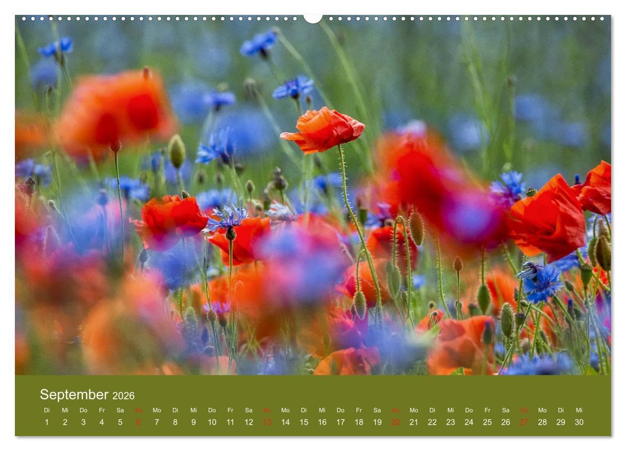Mohnblumen Romantik (hochwertiger Premium Wandkalender 2026 DIN A2 quer), Kunstdruck in Hochglanz: Mohnblumenfelder und Blüten (CALVENDO Orte)