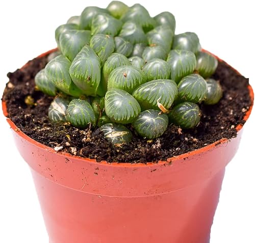 Miniatura 2 de Planta suculenta Haworthia Cooperi viva  Grande 4 pulgadas  Suculenta Haworthia Cooperi totalmente arraigada  Mercado de suculentas