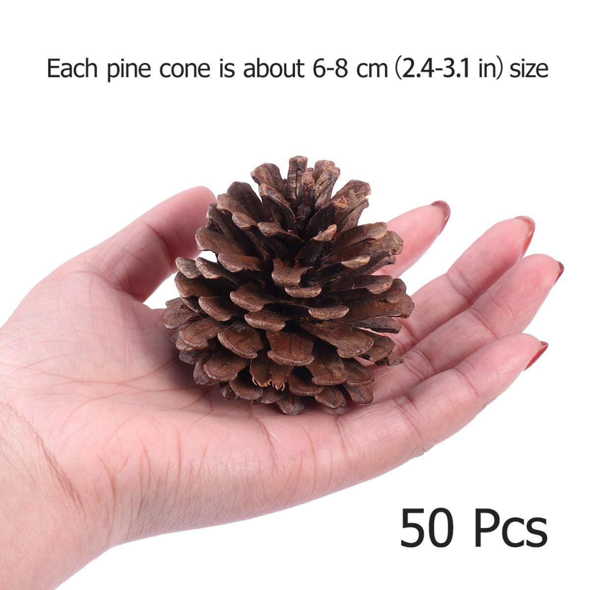 50 Natürliche Tannenzapfen 6-8cm Weihnachtsbaumschmuck | Wiederverwendbar, für Winter und Weihnachten, Geeignet für Vitrine und Küche
