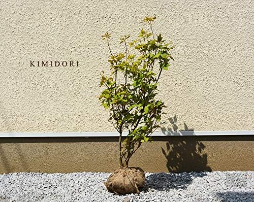 Amazon ミツバツツジ 約80cm 三葉躑躅 植木 庭木 苗 ガーデニング ピンク 和風 洋風 花 落葉低木 エクステリア 生垣 紅葉 秋 丈夫 強い 植木