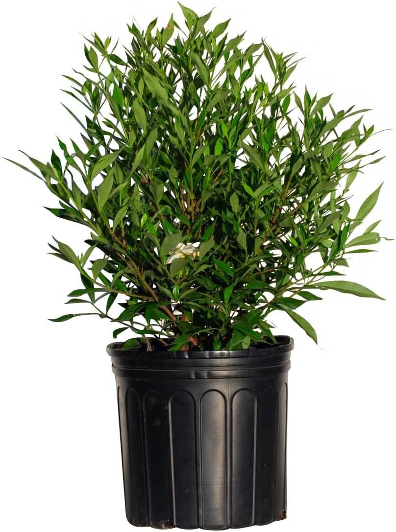 Frost Proof Gardenia (2.5 Gallon) Flowering Evergreen Shrub with Glossy Green Foliage and White Fragrant Blooms - Full to Part Sun Live Outdoor Plant