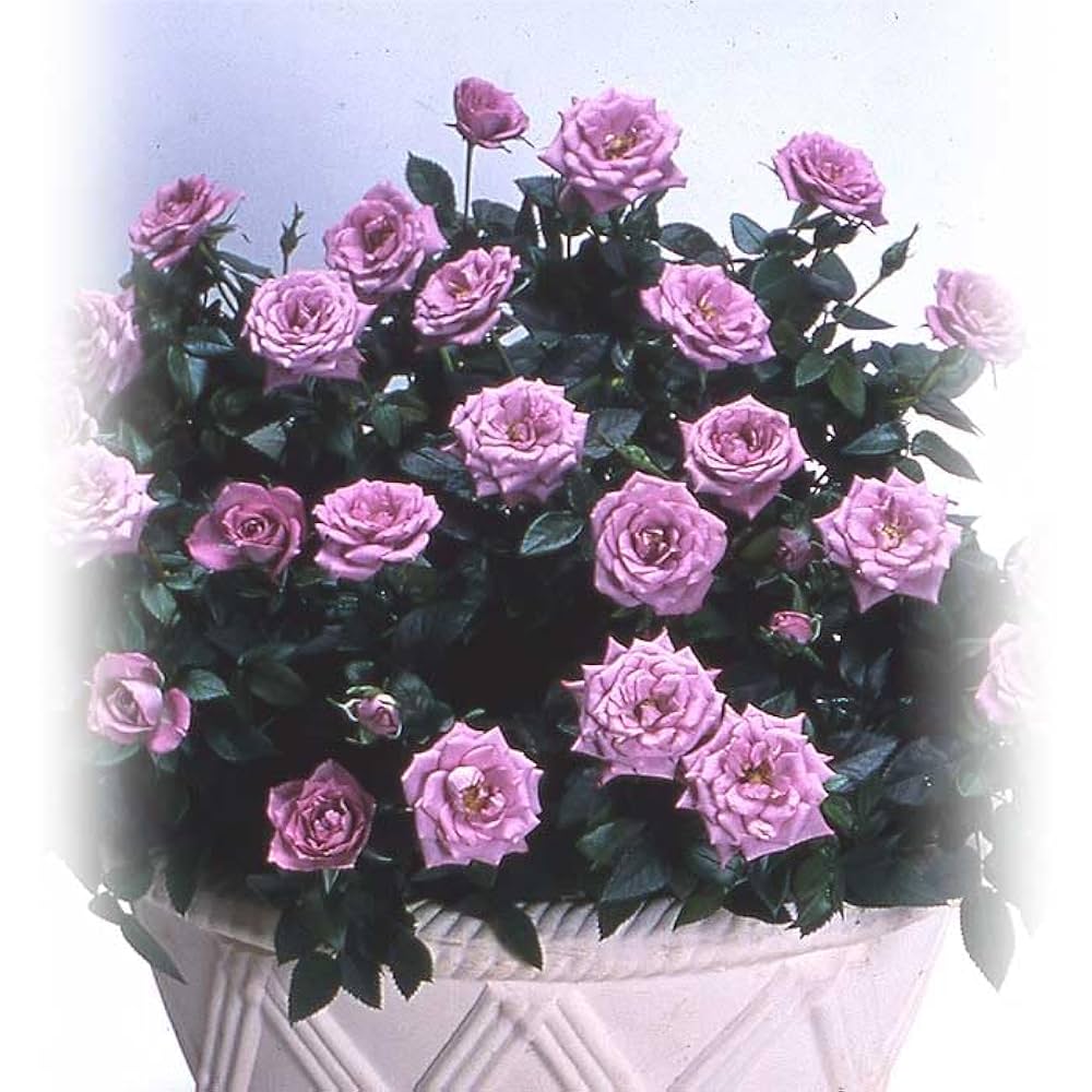 ☆ごりみえ☆ラベンダー白檀すみれ聖なる薔薇　夏セール適用°˖✧ 楽天市場】塗香 10g 白檀 ラベンダー 桜 金木犀 檜 ムスク 特選