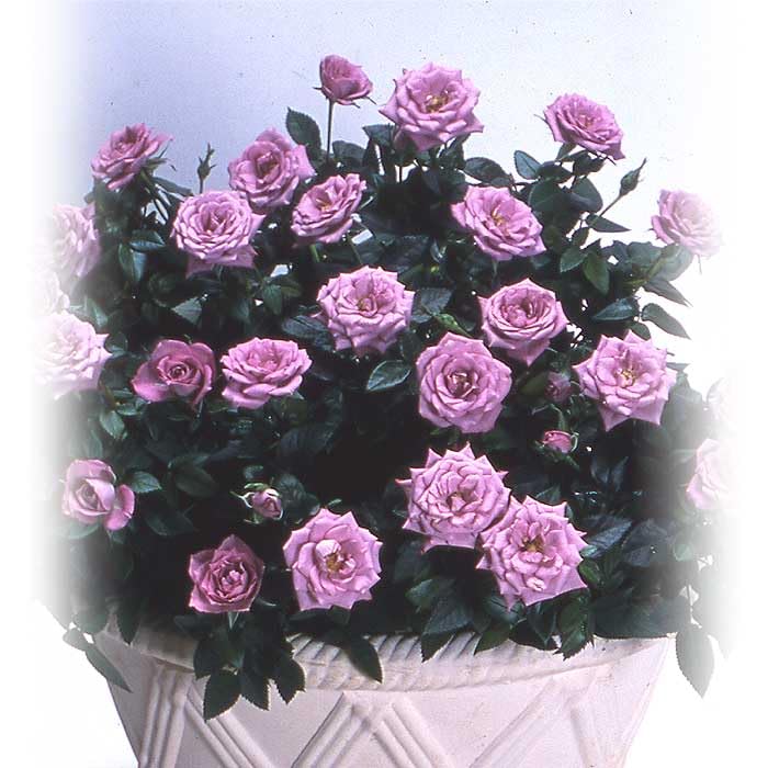 ☆ごりみえ☆ラベンダー白檀すみれ聖なる薔薇 夏セール適用°˖✧ Amazon.co.jp: ミニバラ ラベンダーコルダナ バラ 苗 ローズ 9cm