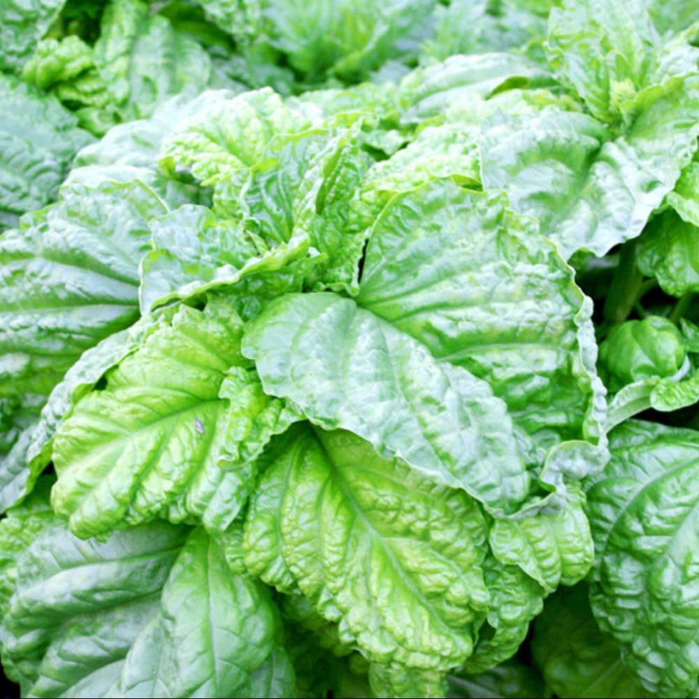 Dobies Basil ‘Lettuce Leaf’ Herb Seeds – Ocimum basilicum – 1 Packet (Approx. 300 Seeds) – Large-Leaved Sweet Basil for Cooking & Pesto by Suttons