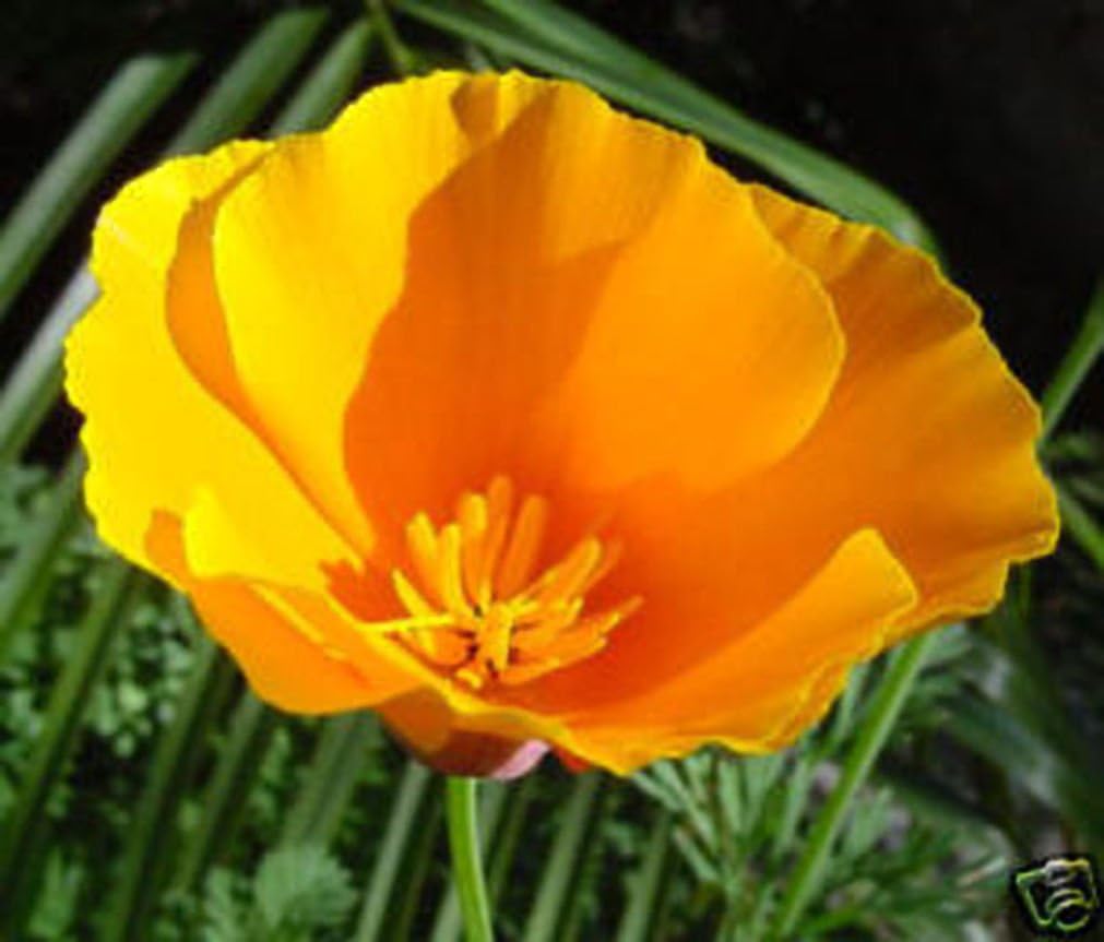Poppy California Orange Nice Garden Flower Seeds by Seed Kingdom (1 Lb Seeds)
