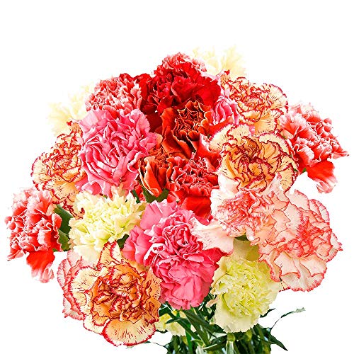 GlobalRose 400 Novelty Carnation Flowers - Responsibly Sourced Carnations Fresh Flowers - Hand-Picked Fresh Bouquet for Graduation, Anniversary, Birthday & Special Occasions (16 Bunches of 25 Stems)