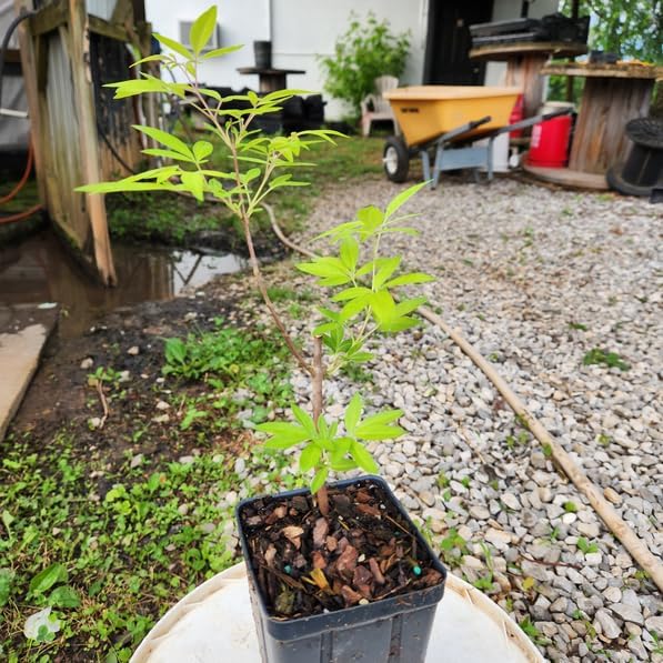 Miniatura 3 de Vitex Chaste Tree (Chasteberry Shrub) - Planta viva de 6 a 12 pulgadas de alto - Maceta de cuarto de galón - Plántula de arbusto de bayas Chastetree