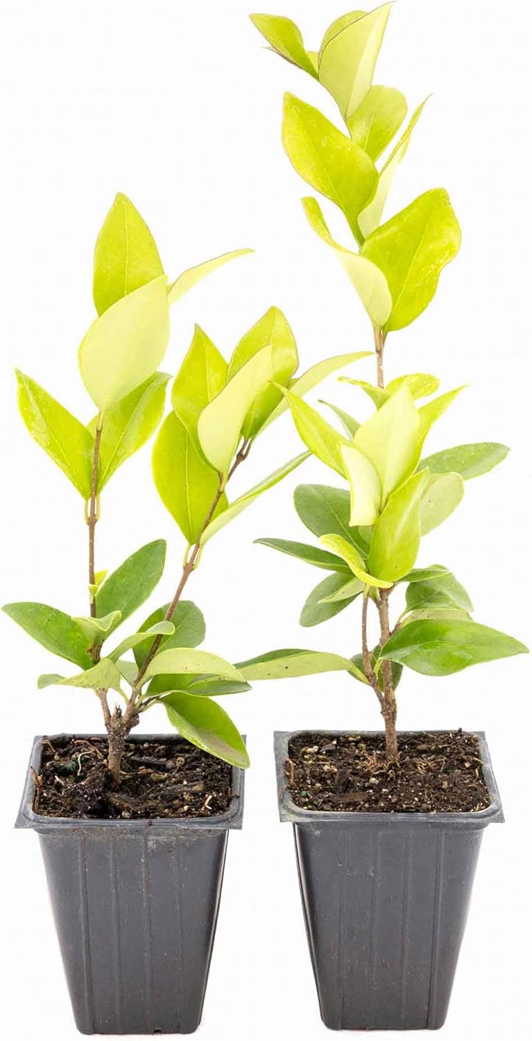 2 Waxleaf Privet Plants in 3.5” Cubes | Live Evergreen Shrub with Dense Glossy Foliage | Fast-Growing Perennial Hedge for Privacy Screens, Landscaping, & Containers (Ligustrum japonicum ‘Texanum’)