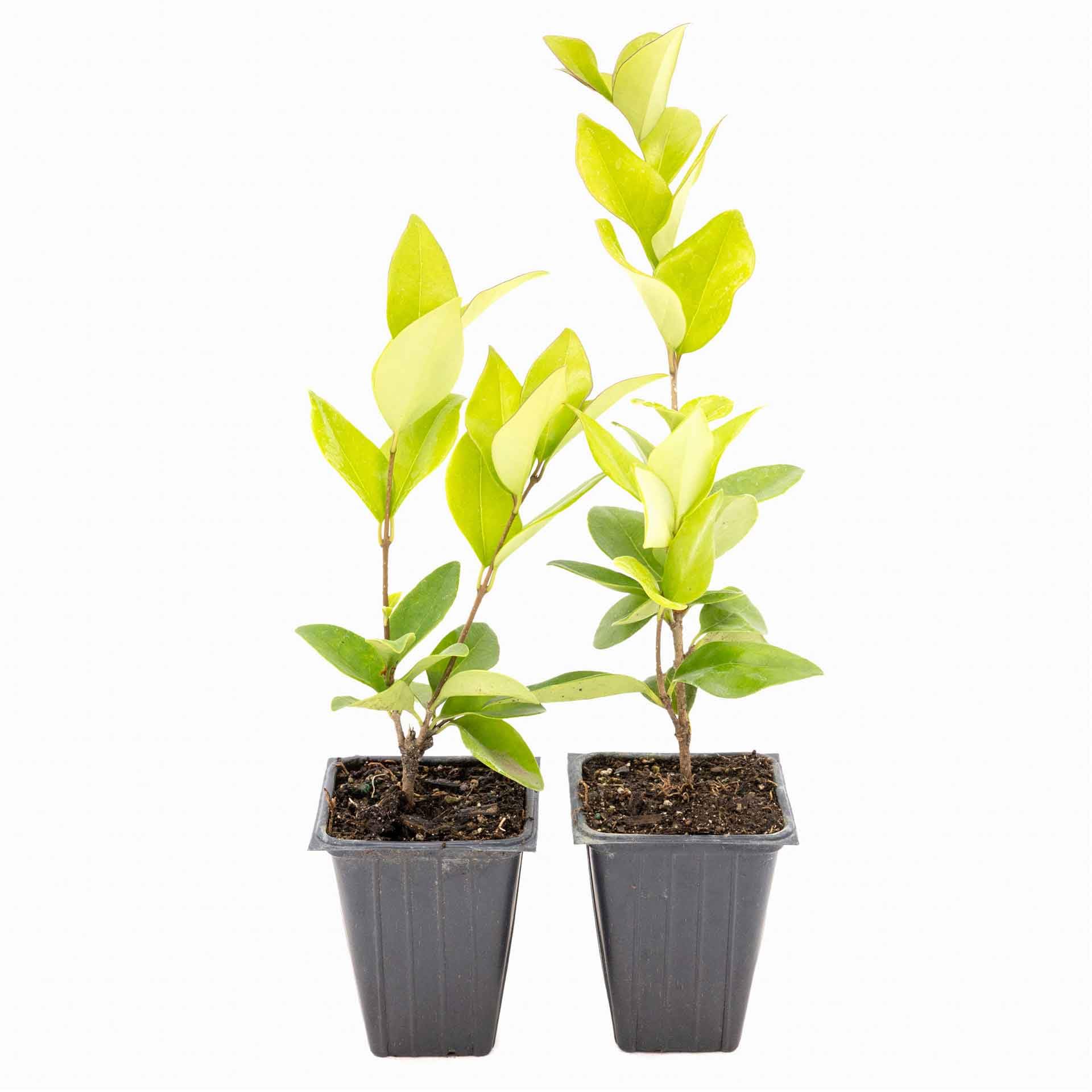 Waxleaf Privet Plants