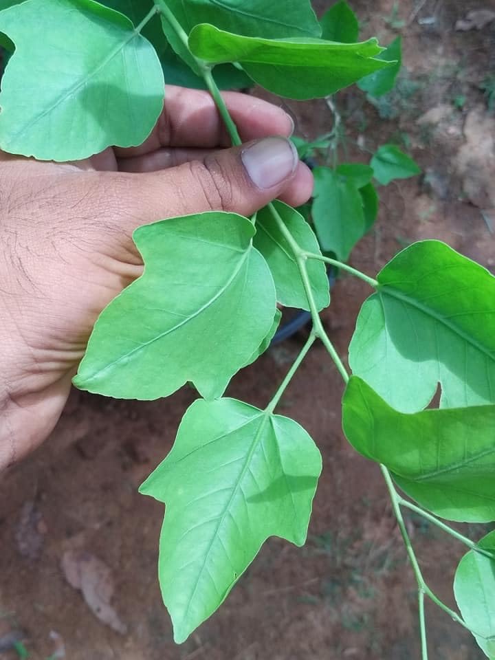 Yeak Bilva/Single Leaf Bael - Plants (B0CX9FMQ6M) Amazon Price History, Amazon Price Tracker