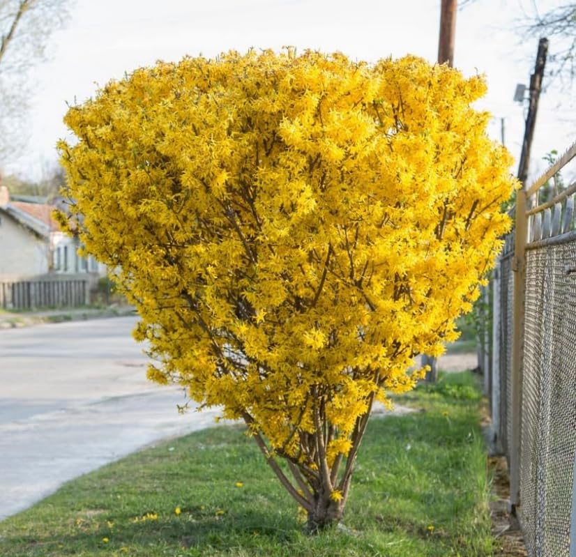 2 Lynwood Gold Forsythia Shrubs - 10-18 Tall Live Plants - Quart Pots