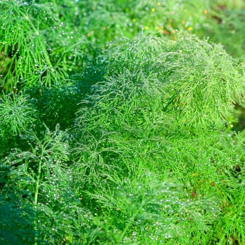 semi di aneto perenni resistenti - vecchie varietà da balcone alla serra, biologici, rare all'aperto 300pcs