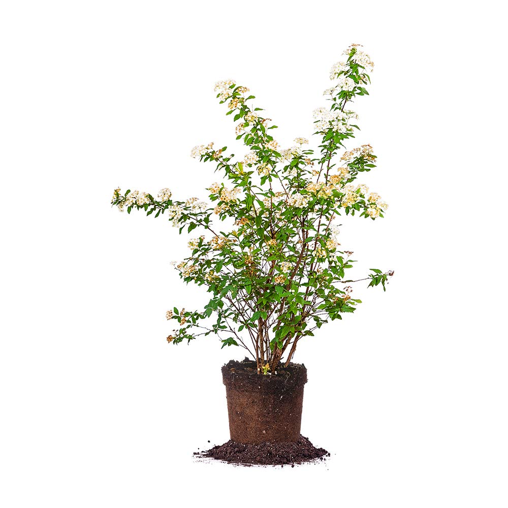 PERFECT PLANTS Bridal Wreath Spirea Live Plant, 1 Gallon, Includes Care Guide