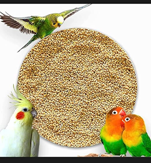 Details Master Millet for Small Bird/Yellow Millet/kangni Seeds for Giving high Energy and Boosting nutritions or Healthy Diet 100% Natural�450 Grams