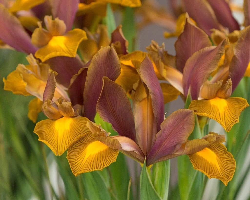 Floriculture Greens IMP. Dutch Iris Aromatic Flower Bulbs Winter Flower Home Pot/Land Gardening Bulbs Blooming planting (Pack of 2 Lion king Dutch Iris)