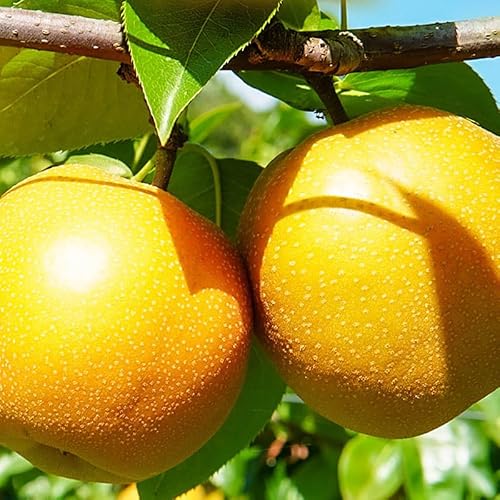 利府梨(あきづき)約5kg(10玉前後)