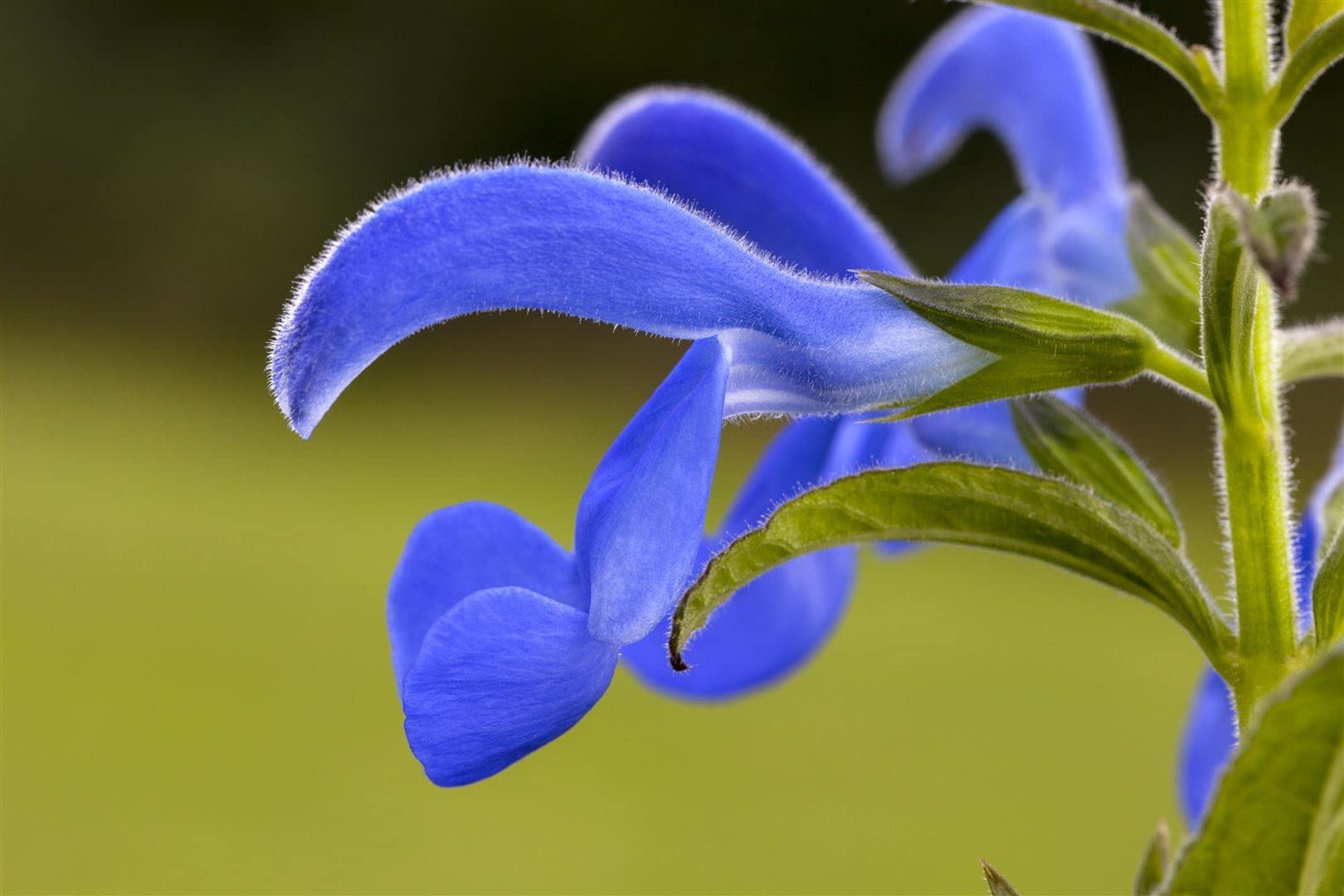 Blumixx Wiesensalbei (Salvia Pratensis) – Winterharte Staude Mit Violetten Blüten, Bienenfreundlich & Für Sonnige Beete