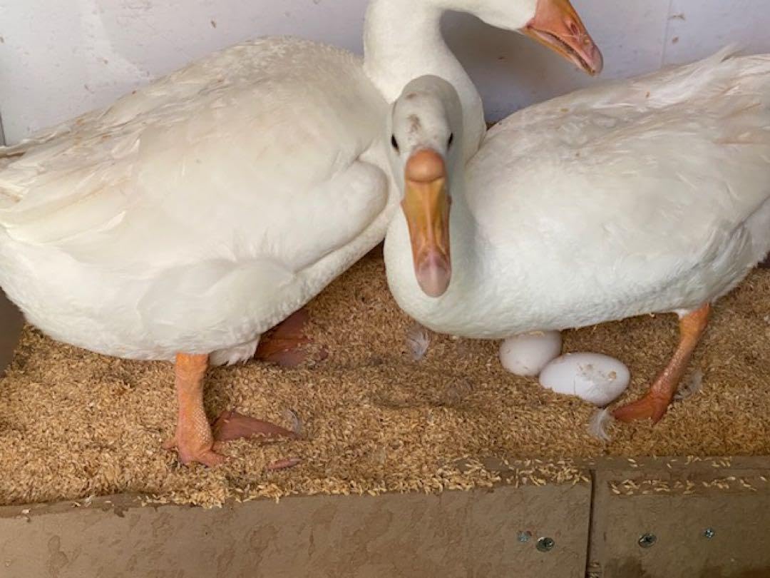 健康なガチョウの卵40個。食用です。