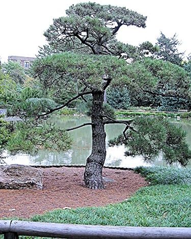 50 Japanese Black Pine Tree Seeds, Pinus Thunbergii