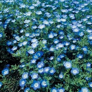 RS　ネモフィラ　種　9種 Amazon.co.jp: 【花のタネ・種】ネモフィラ インシングニス