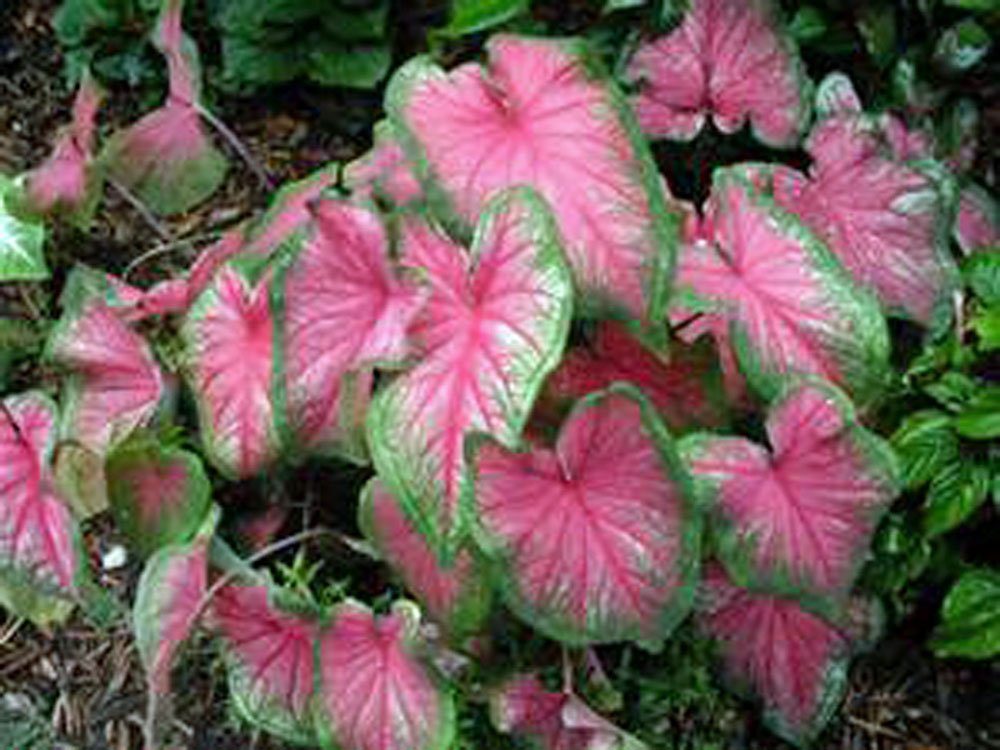 Country Creek Acres Pink Caladium Bulbs Pack of 10