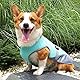 DKDDSSS Hund Kühlweste, Atmungsaktiv Hundekühlweste, Sommer Cool Hundejacke, Cooler Komfortabler Hundemantel, für Kleine Bis Mittelgroße Hunde Aktivitäten Draußen Training (Blue, M)