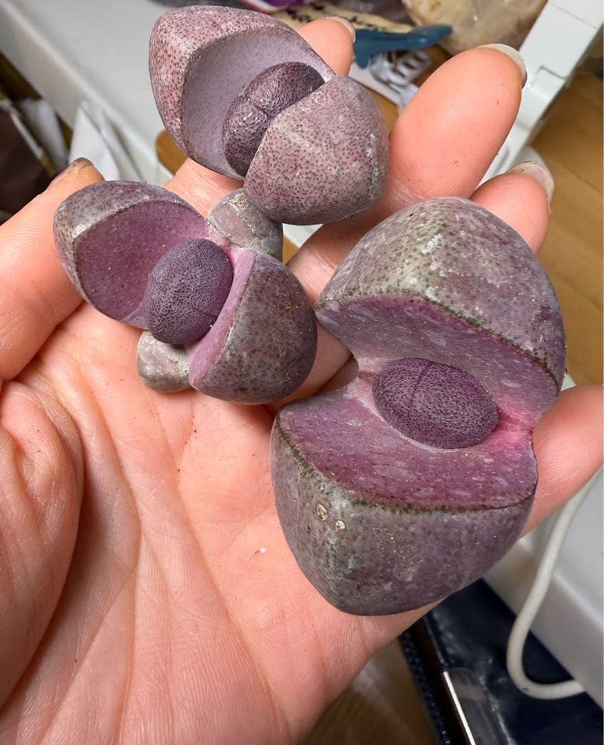 ドライガーデンZセット鉢ごと配送致します。 ドライガーデンPセット