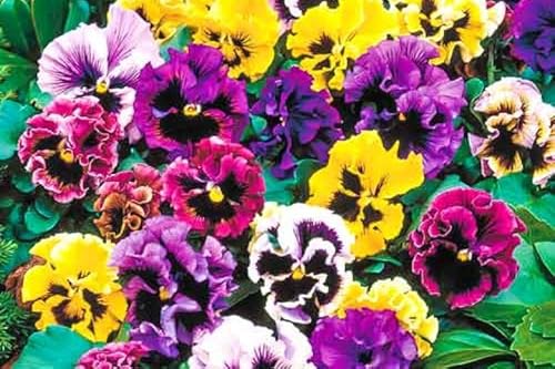 Ruffled Frilly Mixed Pansy Seed 40+ Seeds For Planting Frizzle Sizzle #TOP5