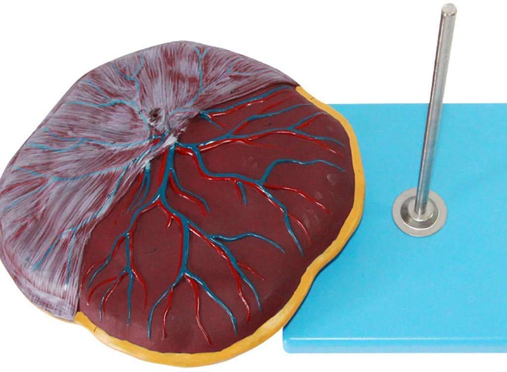 Modello di apparecchiature mediche di Placenta e Attrezzature mediche ombelicale Modello di Anatomia Umana Materiale Medico Medico di Formazione Medica