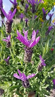 Lavandula stoechas/Lavande papillon/Conteneur de 2 à 2.9 litres