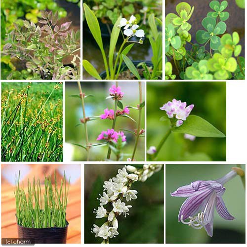 メダカビオトープの立ち上げ 最適な時期や手順は