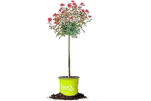 Perfect Plants Double Red Knockout Rose Tree - Ready to Plant Live Rose Tree
