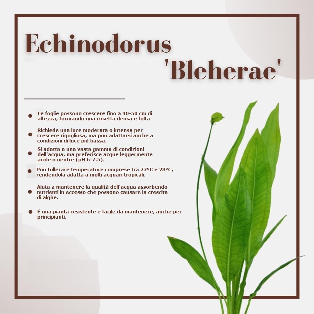 Echinodorus Bleheri piante vive acquario fondo crescita rapida radicata confezione 2pz