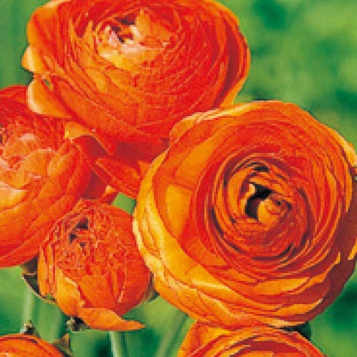 Amazon.co.jp: ラナンキュラス 球根 【 オレンジ 】4球 秋植え 寄せ