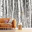 Birch Trees