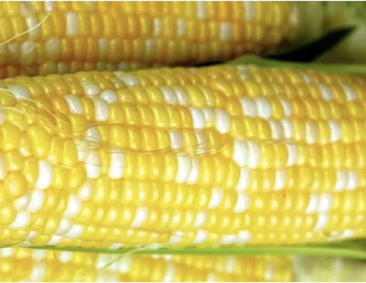 Peaches and Cream Corn Seed, BiColor Sweet Corn, Seeds 1