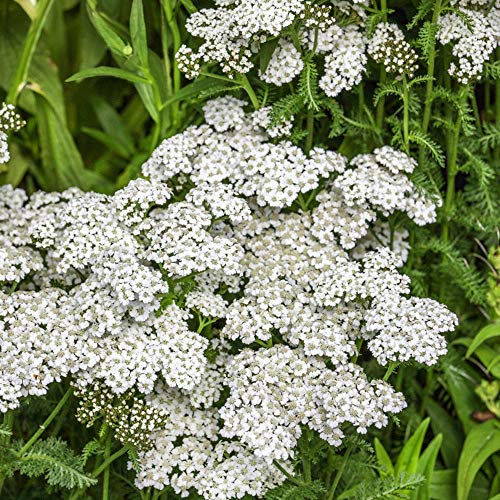 Outsidepride Perennial Achillea Millefolium Yarrow White Wild Flower & Herb Garden Plant - 1/4 Lb #TOP4