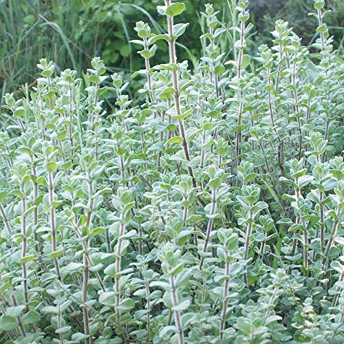 Origanum Syriacum Seeds Syrian Oregano, Za'atar Hardy Woody Perennial Evergreen Fragrant Patio Border Contianer Outdoor 20Pcs Herb Seeds By Yegaol Garden #TOP5