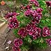 A Package 20 Pieces Crimson Flower Petals Geranium Seeds, Perennial Flower Seeds Pelargonium Peltatum Flowers for Rooms